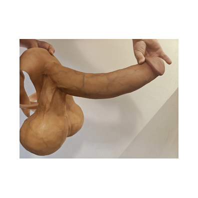 beautiful long penis with testicles 6