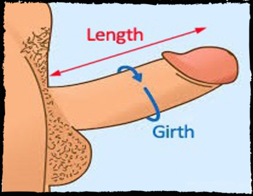 Size realistic penis prosthetic